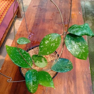 38-kt no HOYA　Glowbe Hoya KSB 08 the Most Unique Hoya Flower Rare to Find! - Etsy