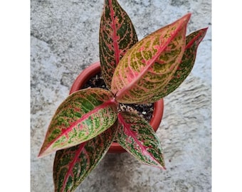 Wholesale Aglaonema Doloress Rare to find! Free Phytosanitary Certificate Fast Shipping