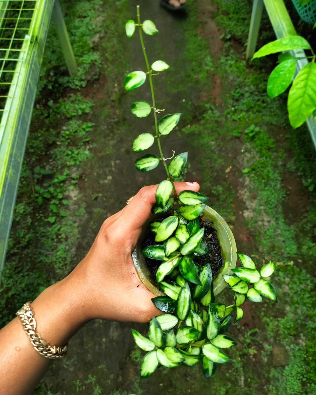 No.3＊Hoya ＊ ホヤ ＊ ラクノーサ ＊ lacunosa Bruno Hoya Lacunosa Bruno ホヤ ラクノーサ ブルーノ 斑入り ホヤ植物