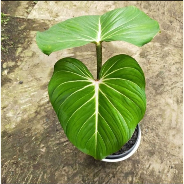 Philodendron Gloriosum Free Phytosanitary Certificate Fast Shipping by DHL