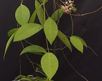 Hoya Polypus The most unique Hoya flower Rare Free Phytosanitary Certificate Fast Shipping