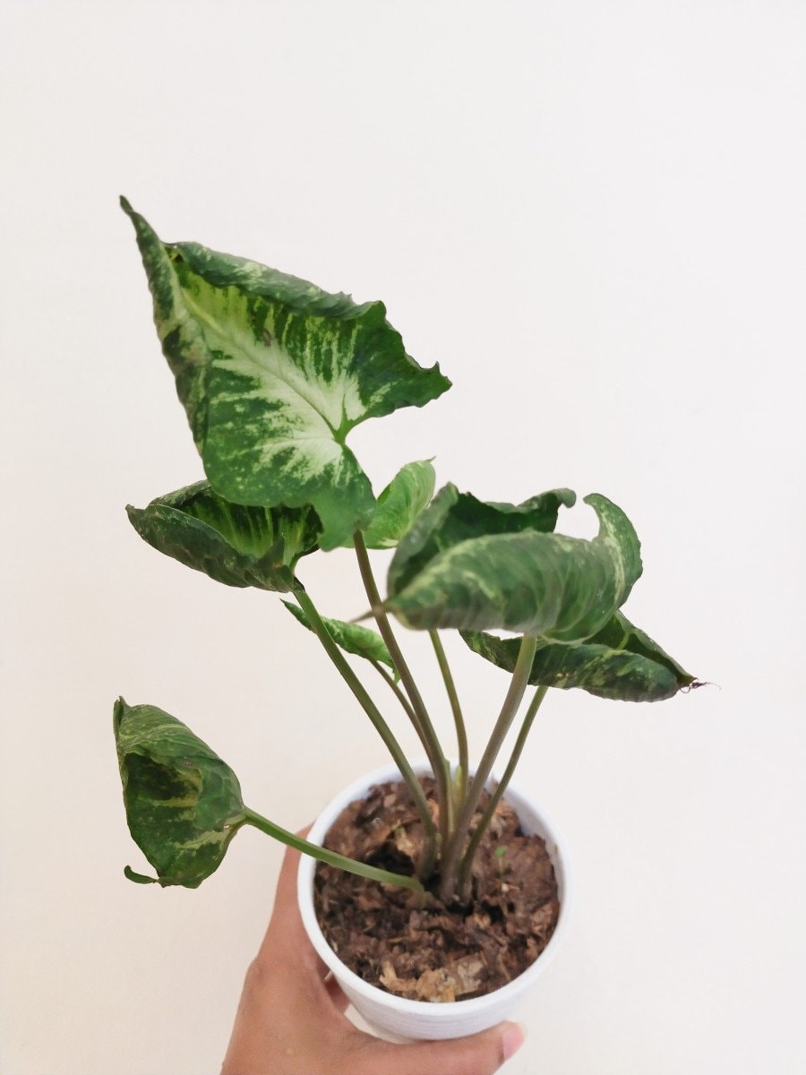 o*n様 【厳選株】アンスリウム シルバーバタフライ silver butter 2025年最新】アンスリウムシルバーブラッシュの人気アイテム