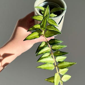 Hoya Inner Bella Variegated Certificado Fitosanitario Gratuito Envío Rápido