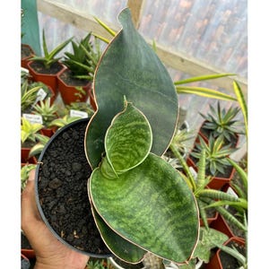 Sansevieria Mason Bowl Certificat phytosanitaire gratuit Expédition rapide