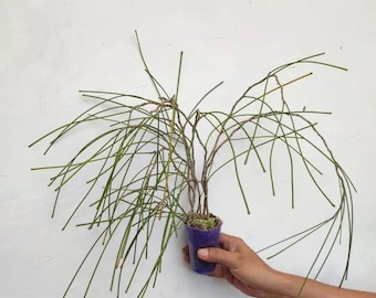 Hoya Spartioides Free Phytosanitary Certificate Fast Shipping