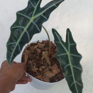 1 アロカシア　マハラニ　ゴールド Variegated alocasia maharani - Etsy 日本