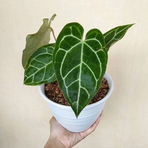 Wholesale Anthurium Crystallinum Top Quality Fast Shipping