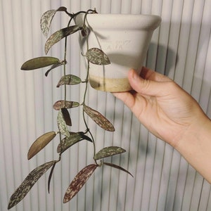 Hoya Sigillatis Splash Rare Tropical Plant
