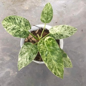Variegated philodendron giganteum - Etsy 日本