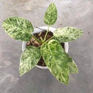 Philodendron Giganteum Marble Variegated Free Phytosanitary Certificate Fast Shipping by DHL