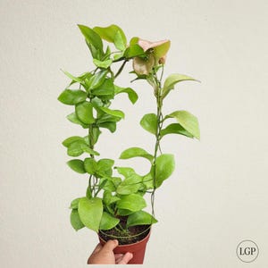 Hoya Anulata Sp Papua Free Phytosanitary Certificate Fast Shipping
