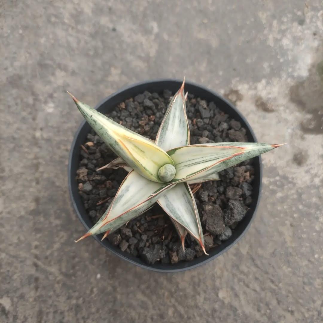 サンスベリア ブルークローンホワイト ②