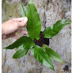 Certificat phytosanitaire gratuit Anthurium Black Beauty Expédition rapide par DHL