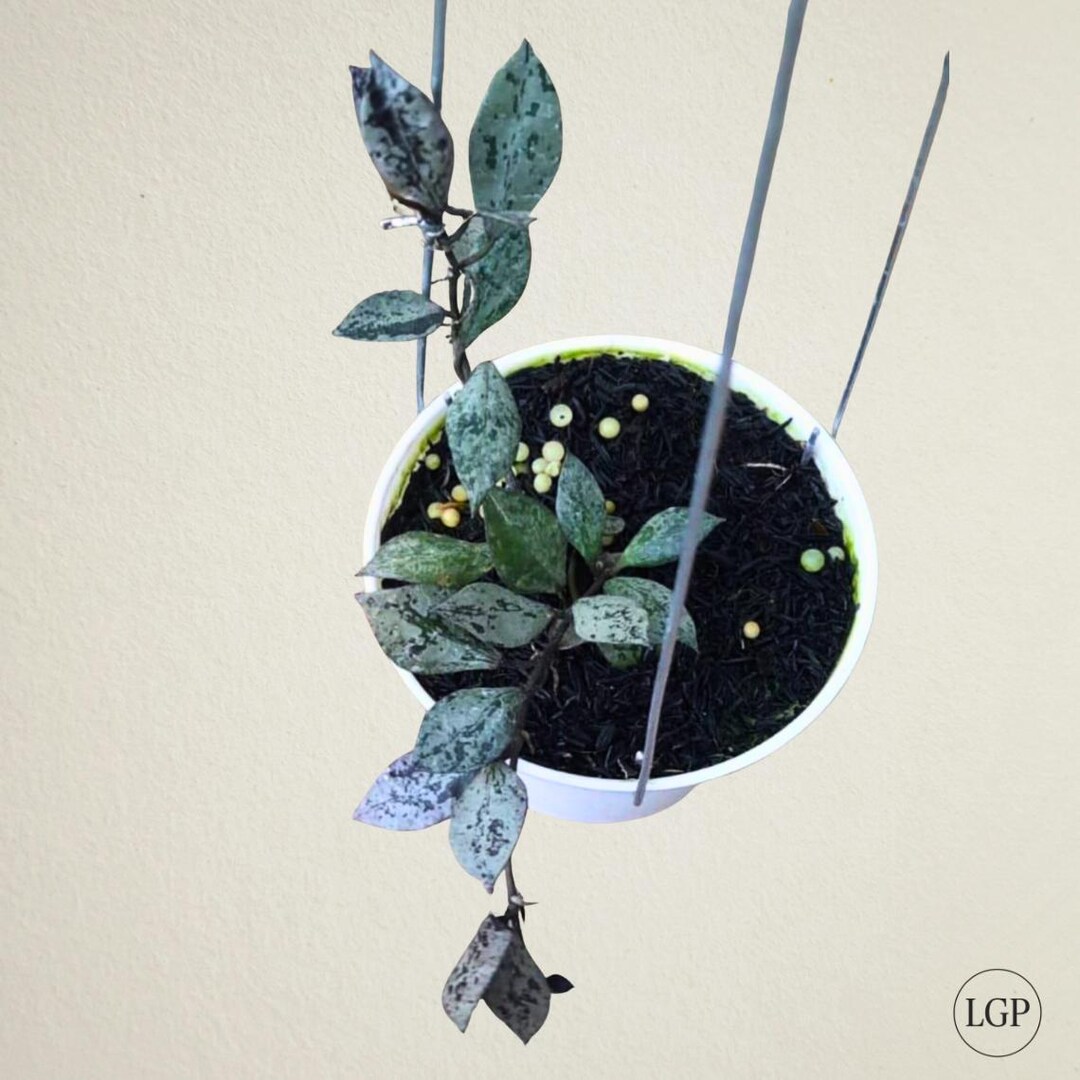 Hoya Lacunosa Black Aurora Rare Tropical Plant - Etsy