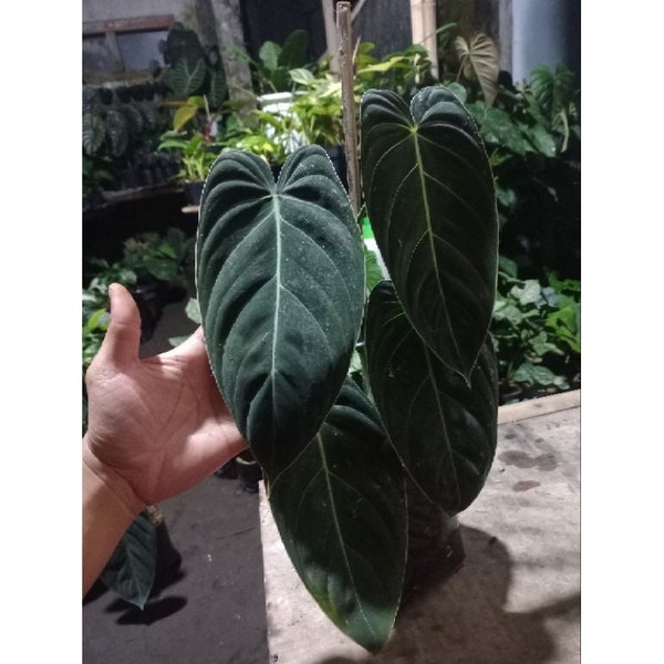 Philodendron Melanochrysum Free Phytosanitary Certificate Fast Shipping by DHL