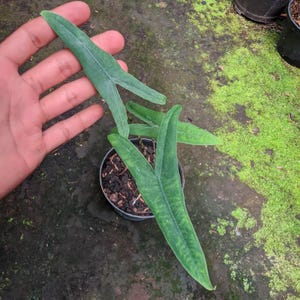 Alocasia Trigina Free Phytosanitary Certificate Fast Shipping