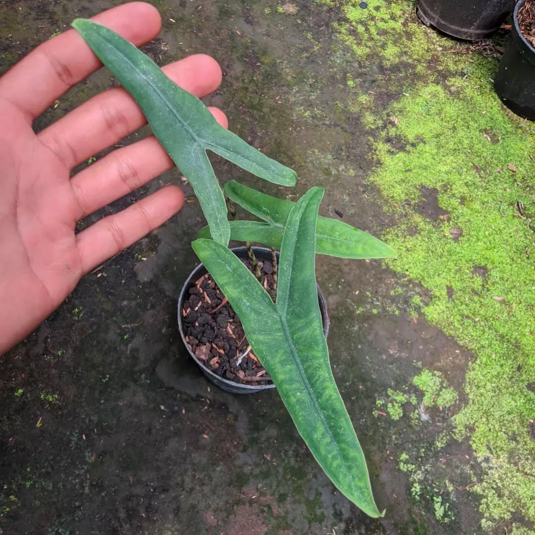 1 アロカシア　マハラニ　ゴールド アロカシア マハラニ ゴールド 黄金斑入り – JolieNursery