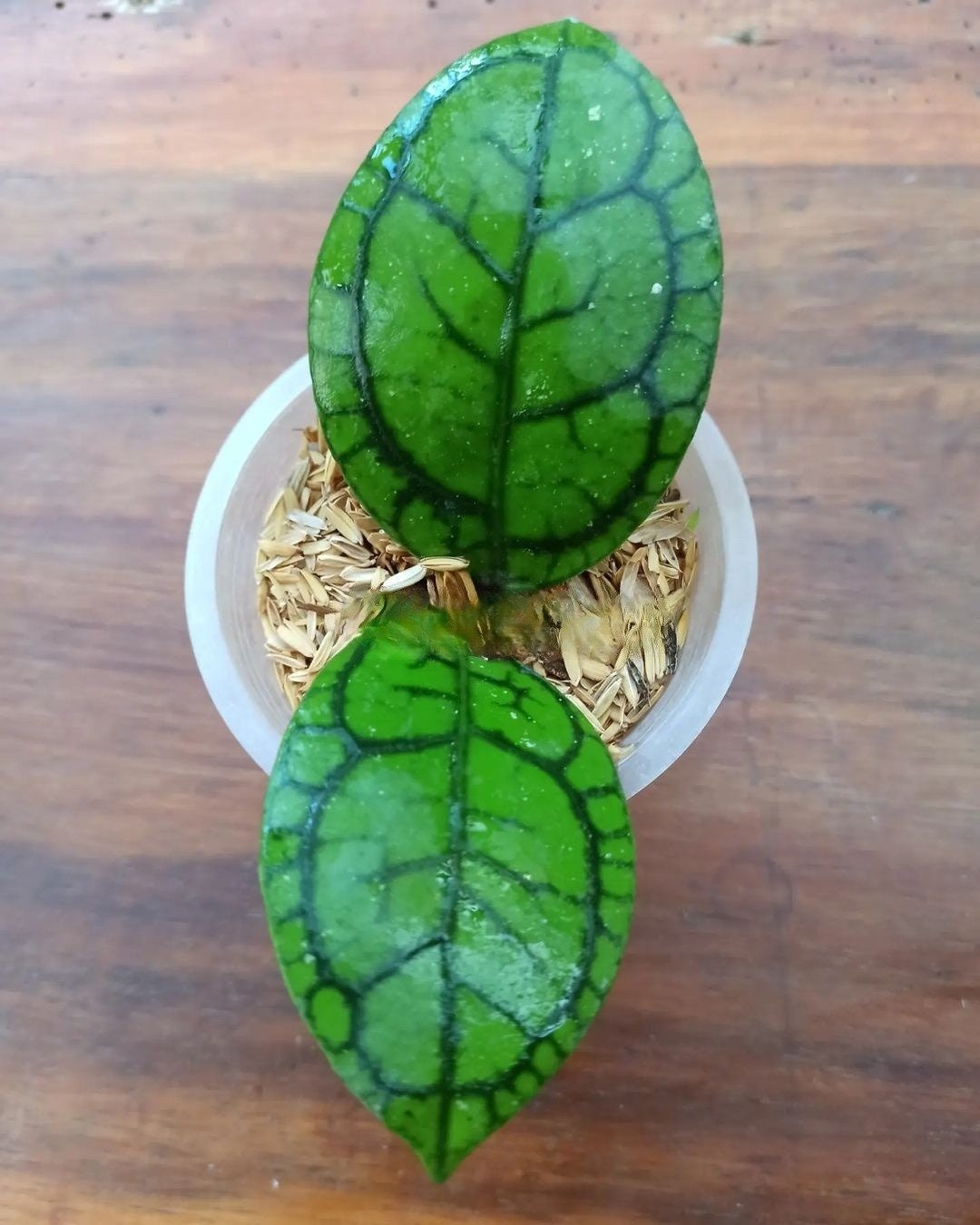 Hoya Callistophylla Vena Very Cheap Free Phytosanitary Certificate Fast Shipping