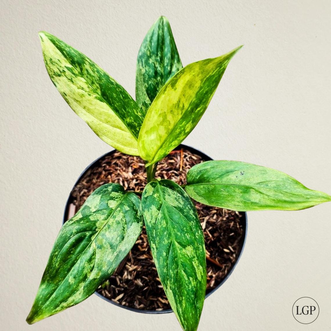 Aglaonema Simplex　Java Indonesia Aglaonema-Simplex.jpg