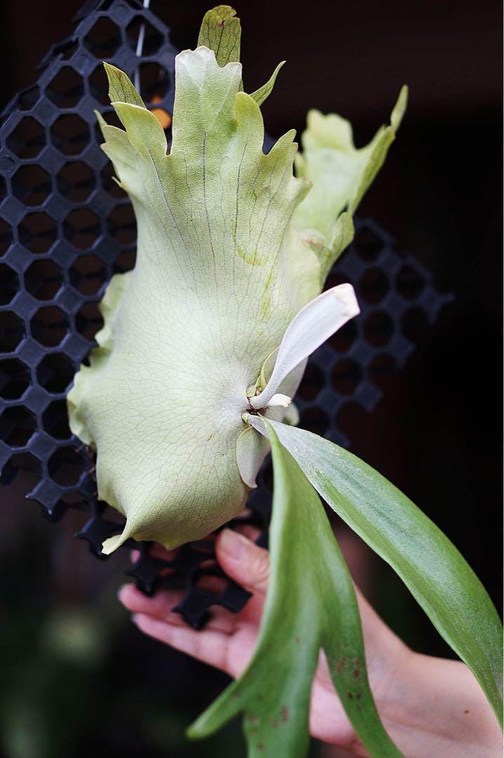 willinckii　no name Platycerium Willinckii Silver - Aroid Nursery