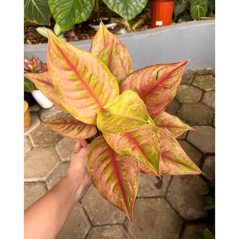 Aglaonema Light Of Diamond Beautiful Leaves Rare to find Free Phytosanitary Certificate Fast Shipping image 1