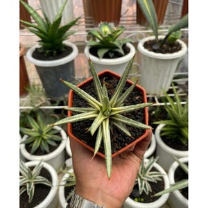 Sansevieria francisii blanc panaché certificat phytosanitaire gratuit expédition rapide