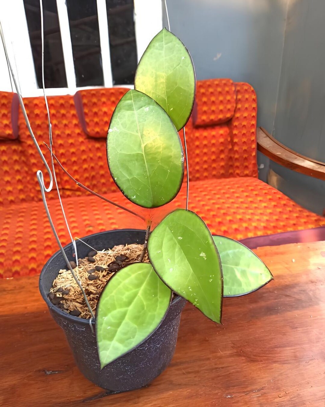 Hoya KSB 01(rare) - Bolang Plant Garden