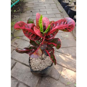 Codiaeum Variegatum Croton Kirana Free Phytosanitary certificate Fast Shipping