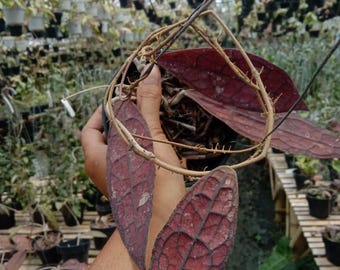 Hoya Clemensiorum Red Free Phytosanitary Certificate Fast Shipping