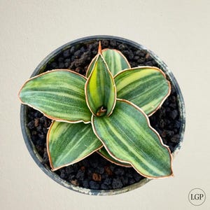 Sansevieria Blue Leaf Variegated Free Phytosanitary Certificate Fast Shipping