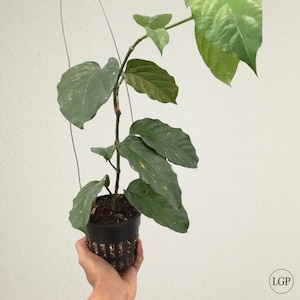 Hoya Lasiantha  Very Cheap Free Phytosanitary Certificate Fast Shipping