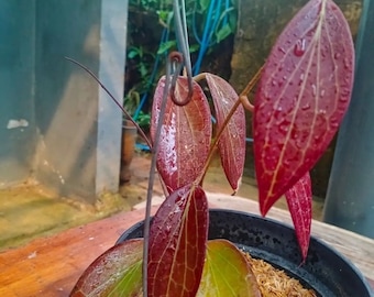 Hoya Nicholsoniae Red Sp Papua The most unique Hoya flower Rare to find! Free Phytosanitary Certificate Fast Shipping