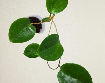 Hoya Glabra Alex Hoya glabra alex flower discussion