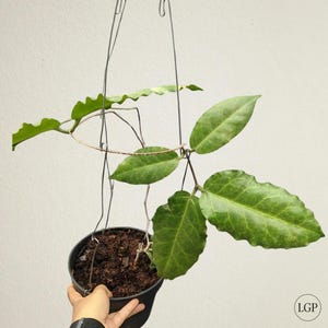 Hoya Verstegii sp Papua Certificado Fitosanitario Gratuito Envío Rápido