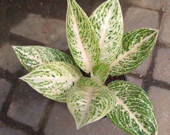 Wholesale Aglaonema White Legacy Beautiful Leaves Rare to find! Free Phytosanitary Certificate Fast Shipping