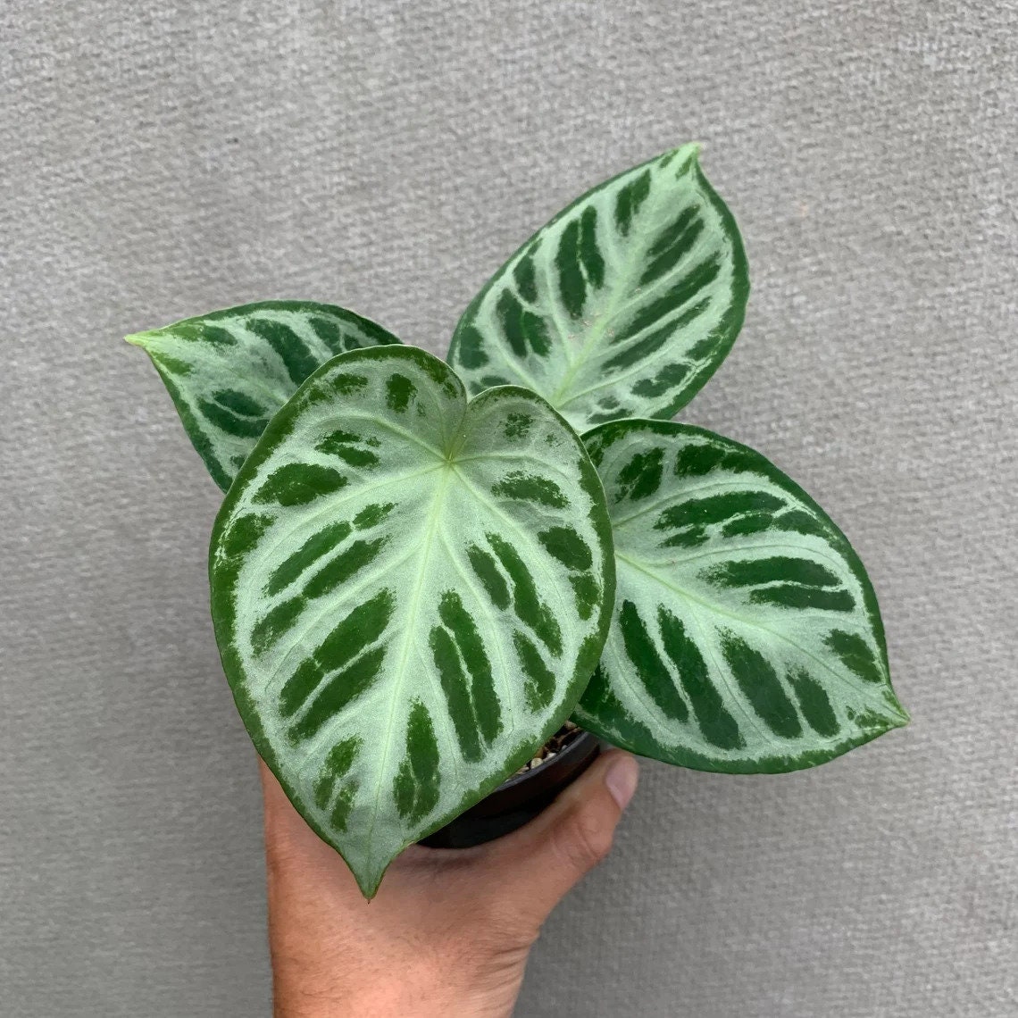 Anthurium silver blush - Etsy 日本