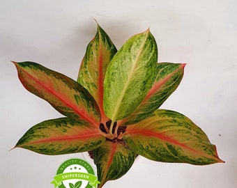 Wholesale Aglonema Maneratana Beautiful Leaves Rare to find! Free Phytosanitary Certificate Fast Shipping