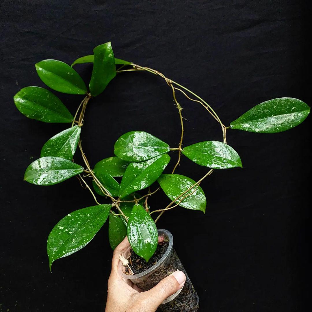 花座つき　レア　ホヤ　エリスリナ hoya erythrinaサクララン 花座つき レア ホヤ エリスリナ hoya erythrinaサクララン