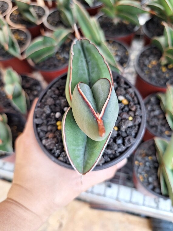 パ*ラ様 サンスベリア　ロリダ Rorida Lav.23319 斑入り サンスベリア ロリダ Rorida Lav.23319 斑入り