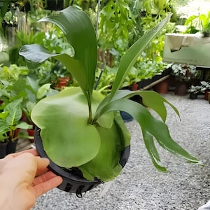 Platycerium Hilii, The most unique to find! Fast Shipping