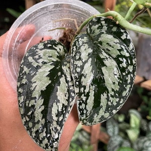 Scindapsus Tricolor Sp Borneo Free Phytosanitary Certificate Fast 