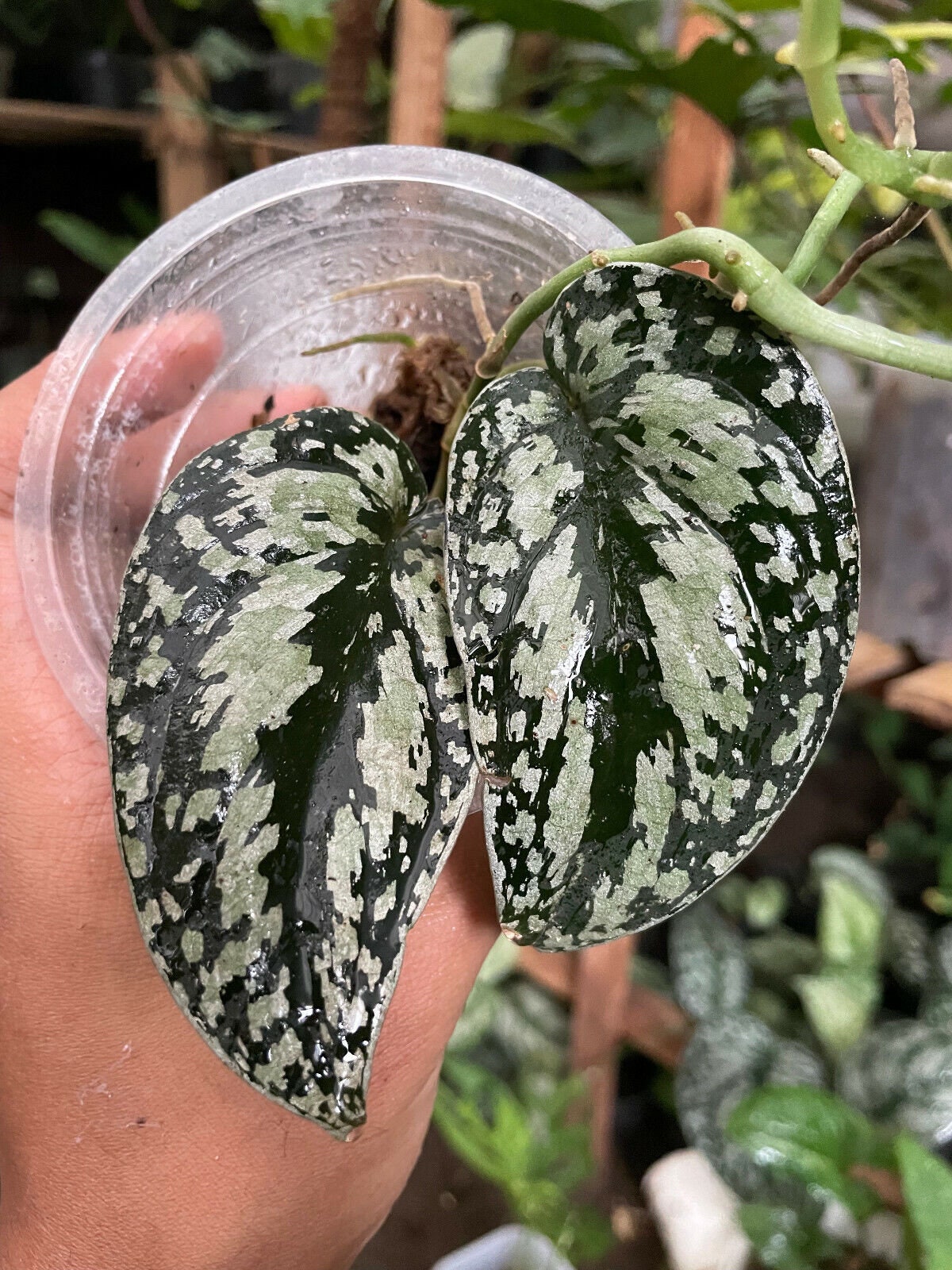 Scindapsus Tri-color Borneo - Small – PlantyTown