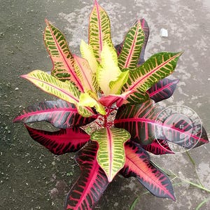 Codiaeum Variegatum Croton Marrydian Free Phytosanitary certificate Fast Shipping