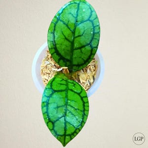 Hoya Callistophylla Vena Sehr billiges kostenloses pflanzengesundheitliches Zertifikat Schneller Versand