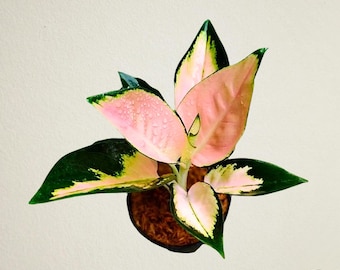 Aglaonema Hughes Rare Foliage Plant With Phytosanitary Certificate