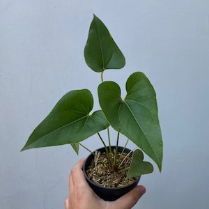 Anthurium Brownii Certificat phytosanitaire gratuit Expédition rapide par DHL