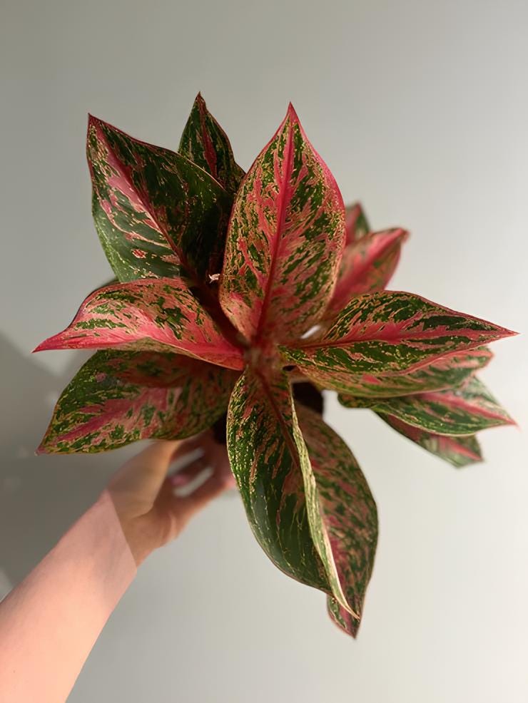 朝方まで処分価格限定【Weed】Aglaonema pictum 朝方迄処分価格【Weed】Aglaonema pictum - メルカリ