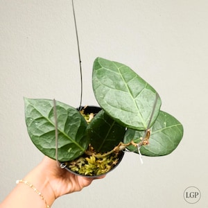 Hoya Verticilata Sp Lampung Flor rara de Hoya com certificado fitossanitário