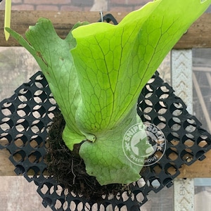 Platycerium Grande, The most unique to find!  Fast Shipping