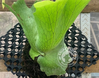 P.Neptune (stemaria x elephantotis)②　@bikamori.com ネプチューン ESTABLISHED Platycerium Neptune (Hybrid) on Plaque